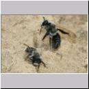 Andrena vaga - Weiden-Sandbiene -06- w28 13mm.jpg